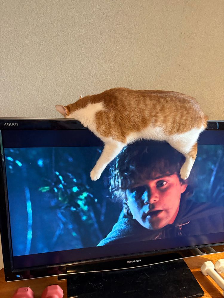 An orange and white cat is asleep on top of a TV, with her front and back left legs draping down over the screen and her head mostly invisible behind it. Sam Gamgee’s head (from when he was looking for kingship on Aragorn’s order in Fellowship of the Ring) is framed by her legs in a serendipitous moment of photography.