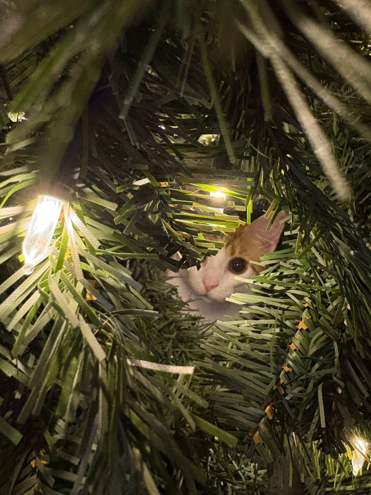 A cat with an orange and white face peers out from behind Christmas tree branches and lights. If you’re this close, you’re in danger.