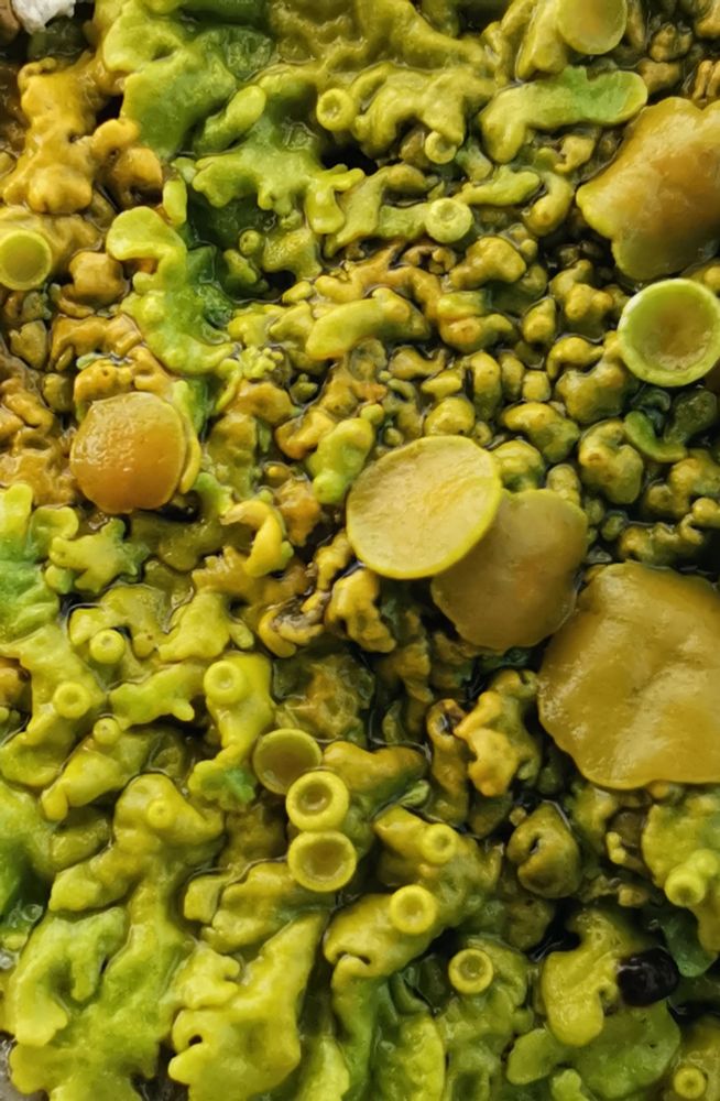 Close up view of yellow/green lichen showing it's sucker-like apothecia 