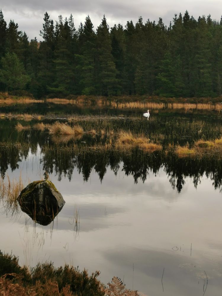 Reflections of pine trees in a small lake with a single white swan in the distance. 