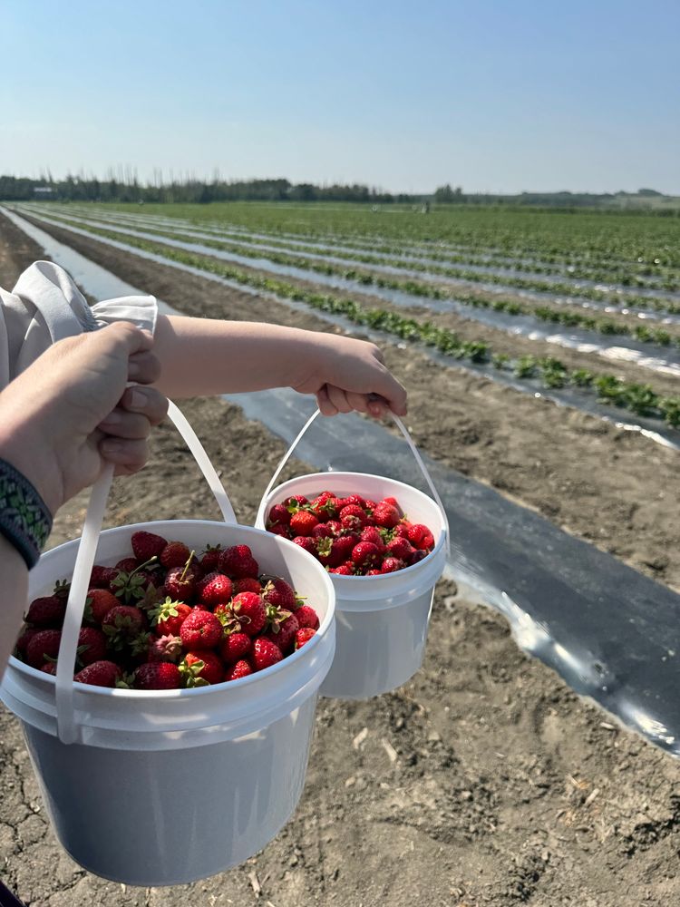 Two hands holding two full buckets of freshly picked strawberries