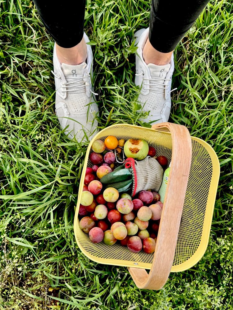 a garden basket full of plums and berries (and a sour apple)