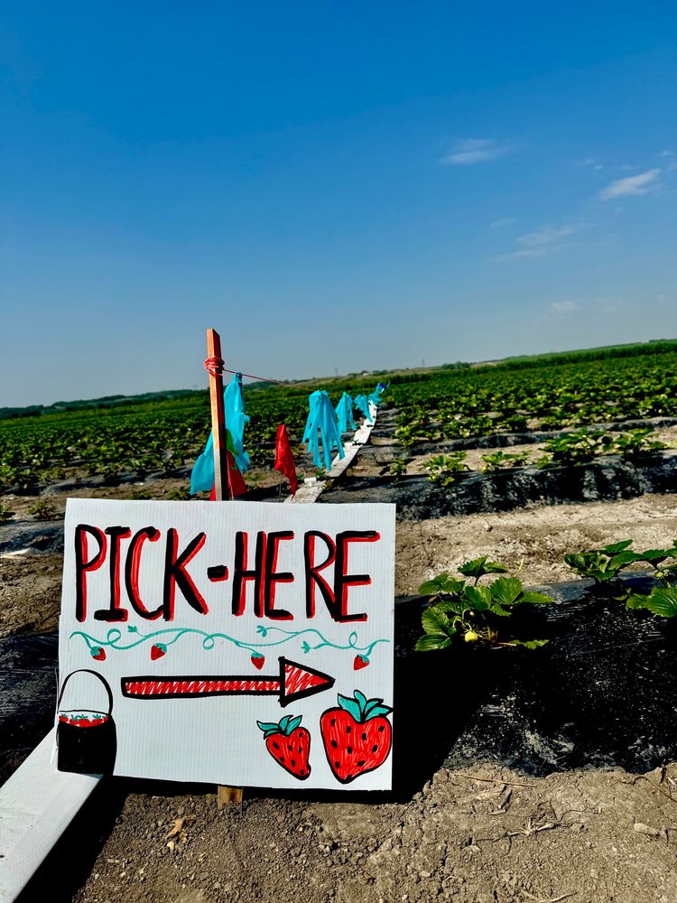 “Pick here” sign in a strawberry field with a blue blue sky