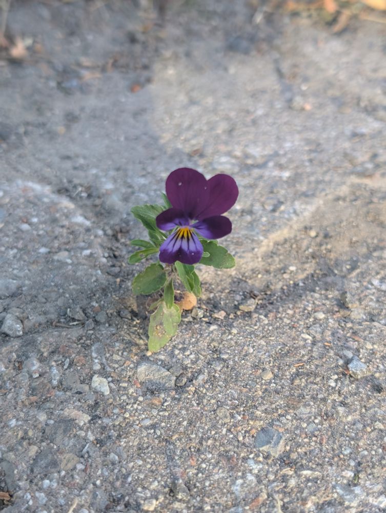 Tiny purple wild pansy in the concrete 