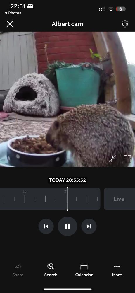 A chonky hedgehog chowing down on cat food straight from the aforementioned cat’s bowl 