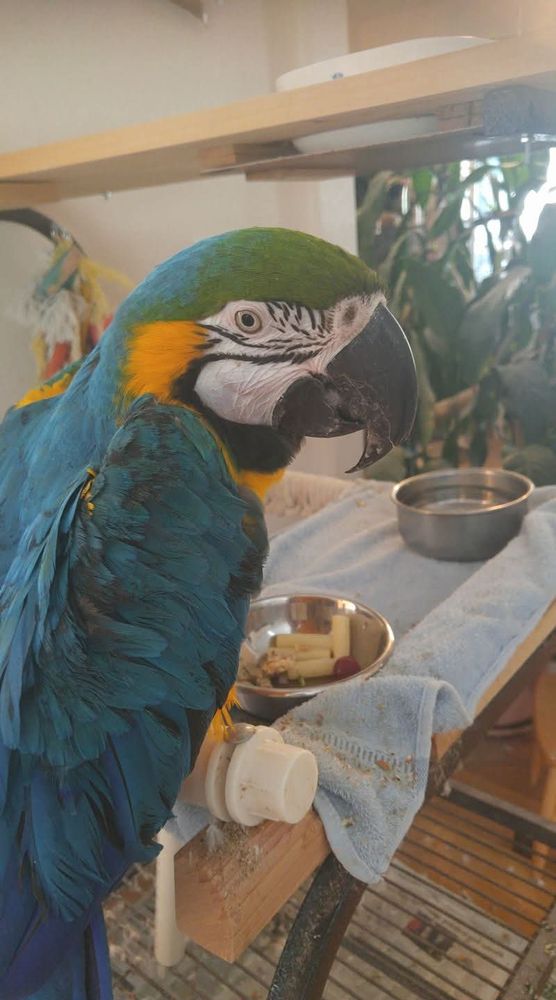 Big blue parrot in front of a food dish looking over her shoulder