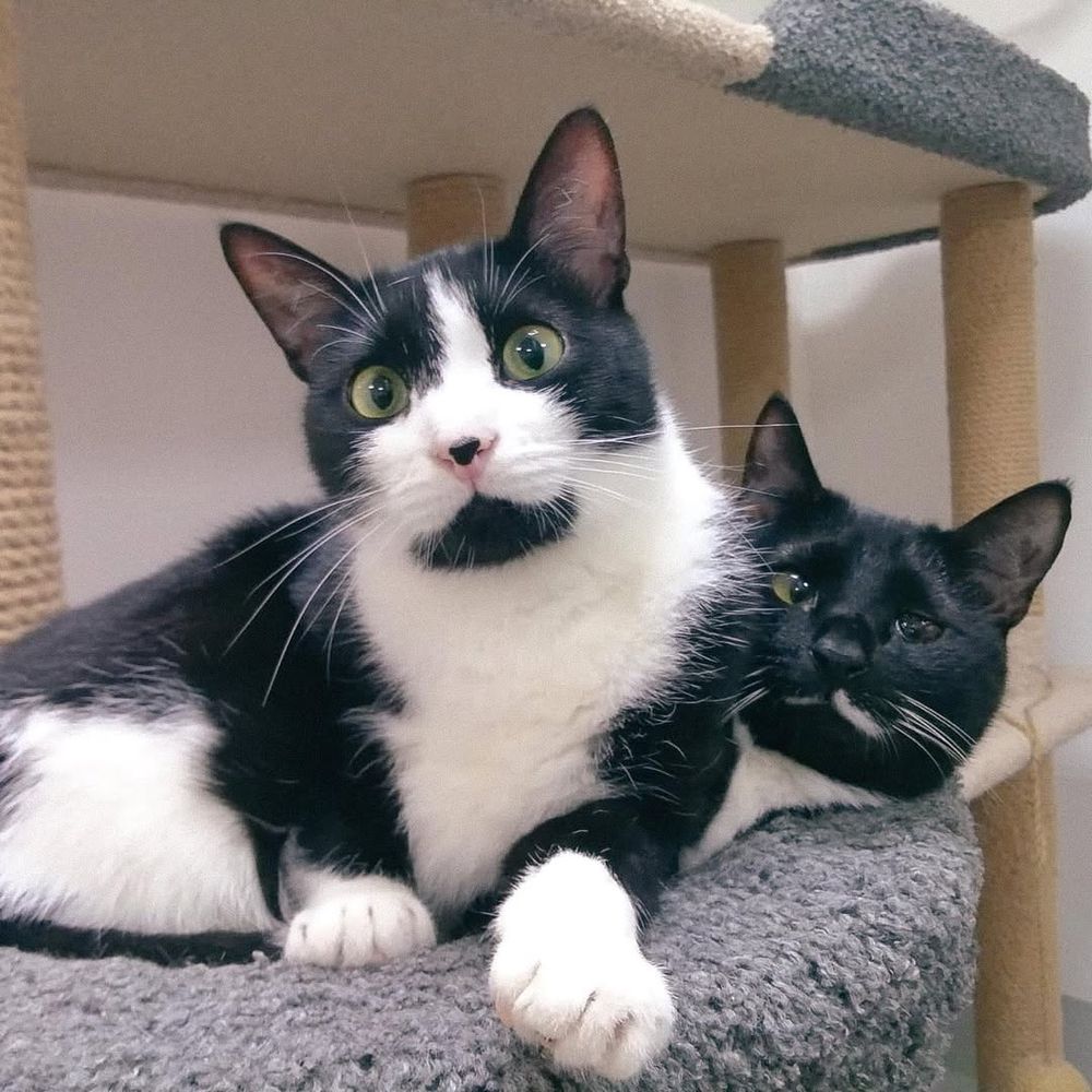 A black and white tuxedo cat with green eyes and a white muzzle, chest, and paws, resting on a grey cat tree, with another black cat lying down behind it.