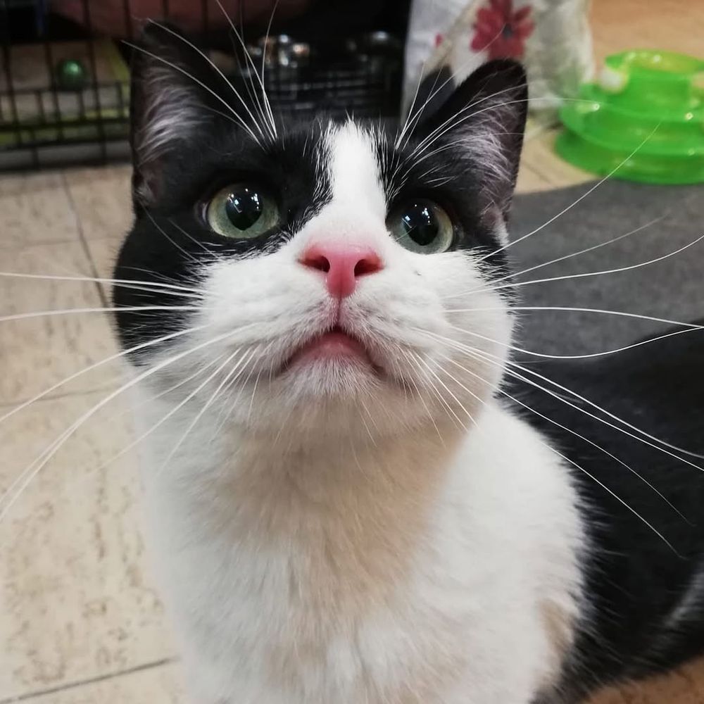 closeuo image of a tuxedo cat
