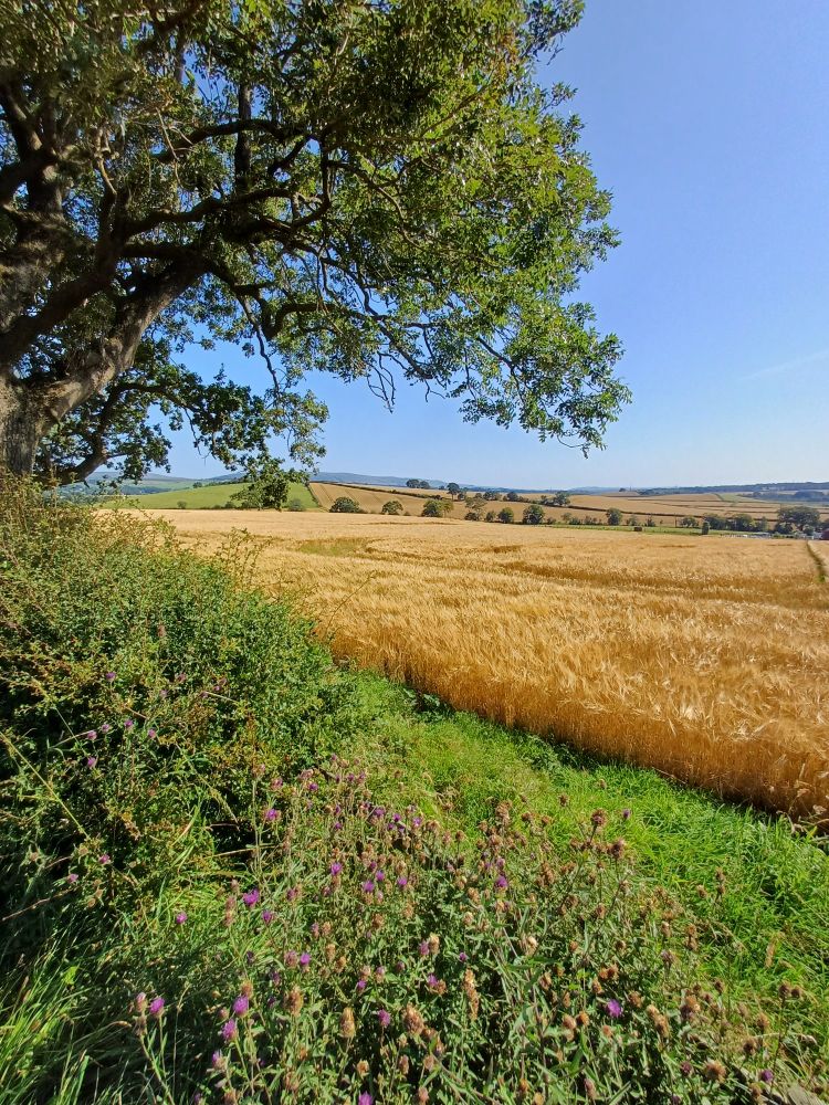 Barley in Caledonia ready for harvest with the Campsies in the distance.
