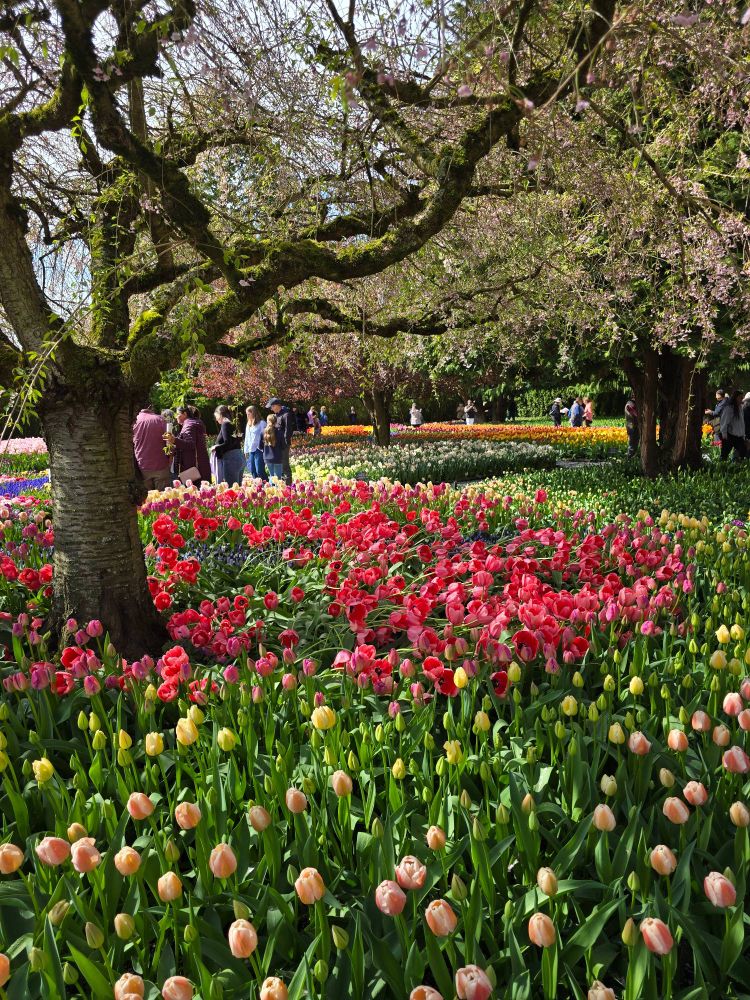 Cherry trees surrounded by beds of tulips. 