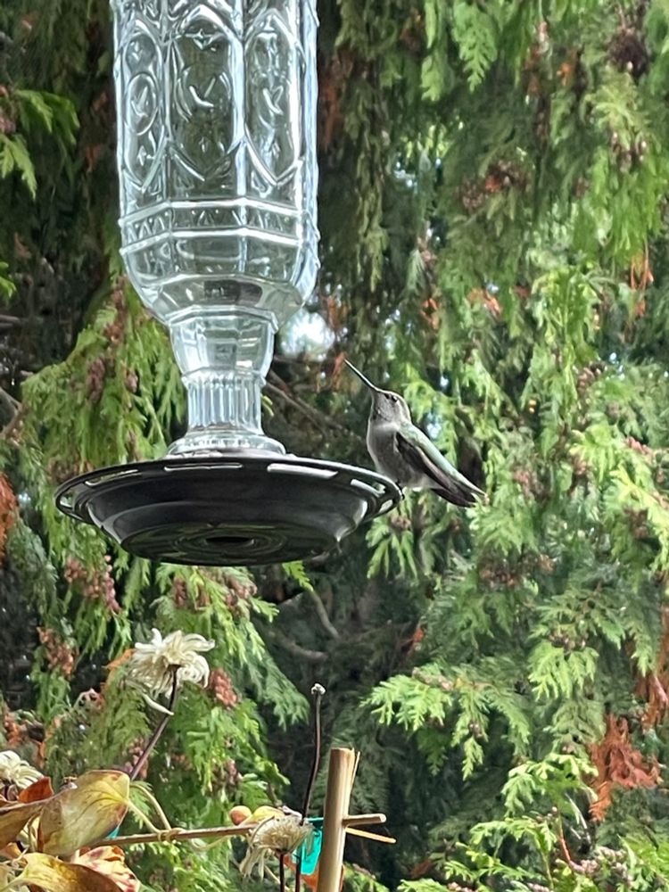 A female Anna’s hummingbird pauses at the feeder, nearly blending into the cedar tree behind her. 