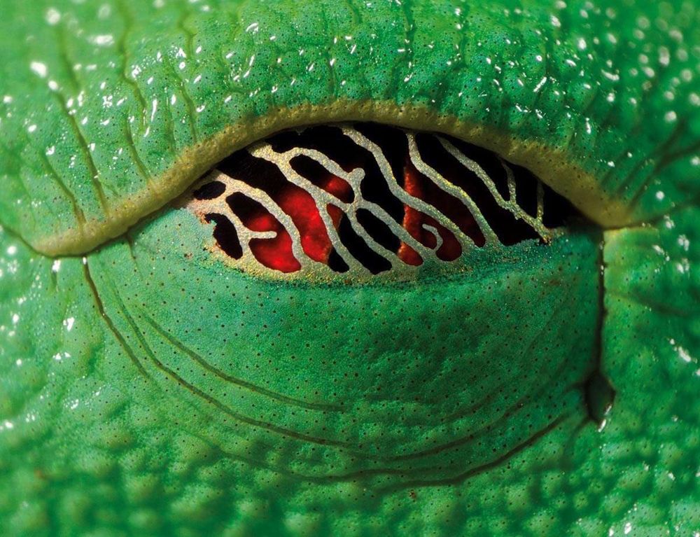 Extreme close up of red eyed tree frog eyelids