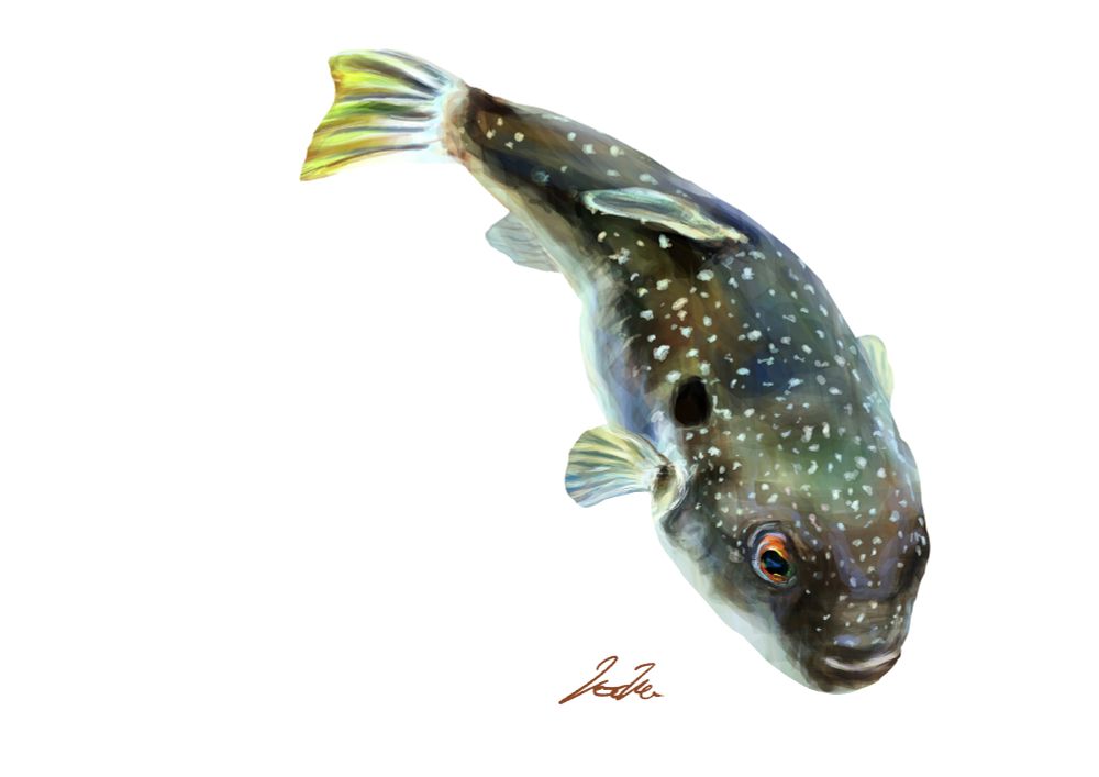 クサフグのイラスト