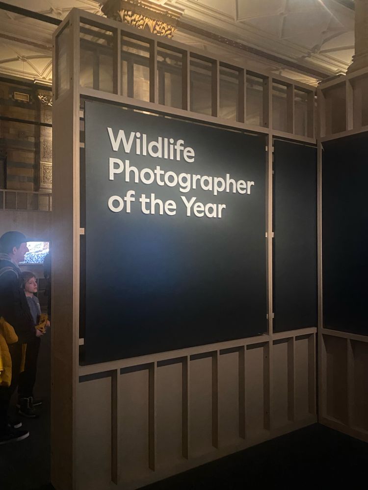 The sleek, modern display for the "Wildlife Photographer of the Year" exhibition stands out against the ornate surroundings of the Natural History Museum. 