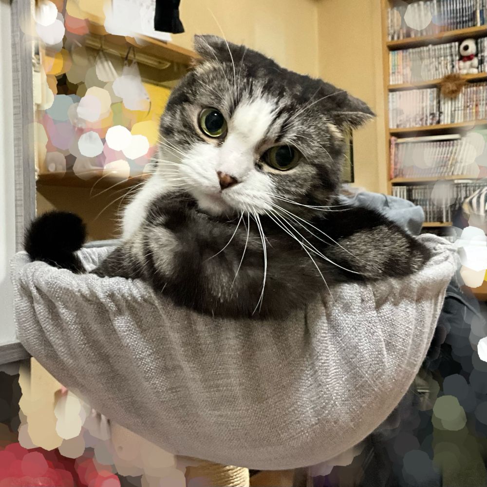 ピアノスくん　
ぴあちん　

愛猫がキャットタワーのポケットに埋まってこちらを見ている