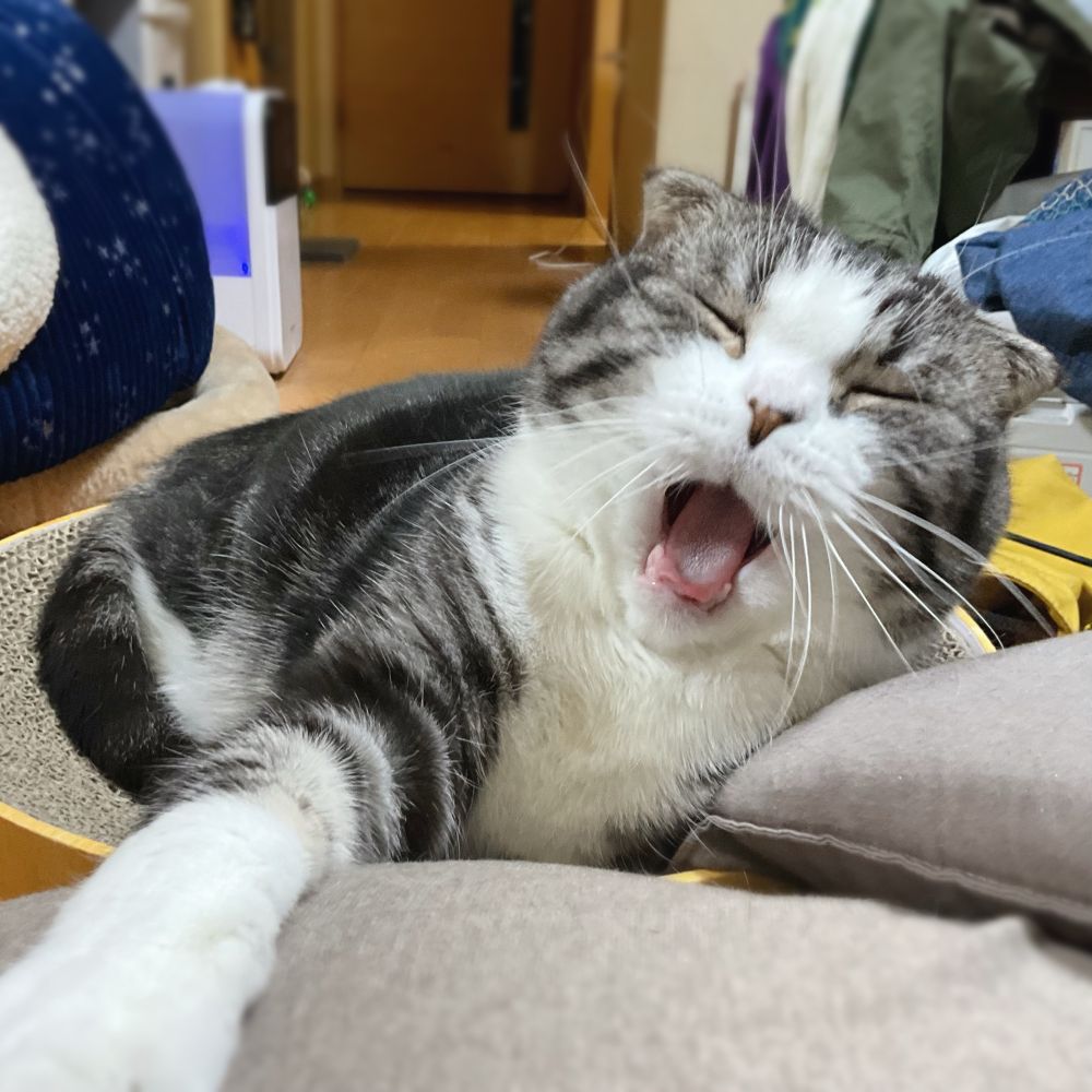 ピアノスくん　
ぴあちん　
愛猫があくびをする途中形態の様子