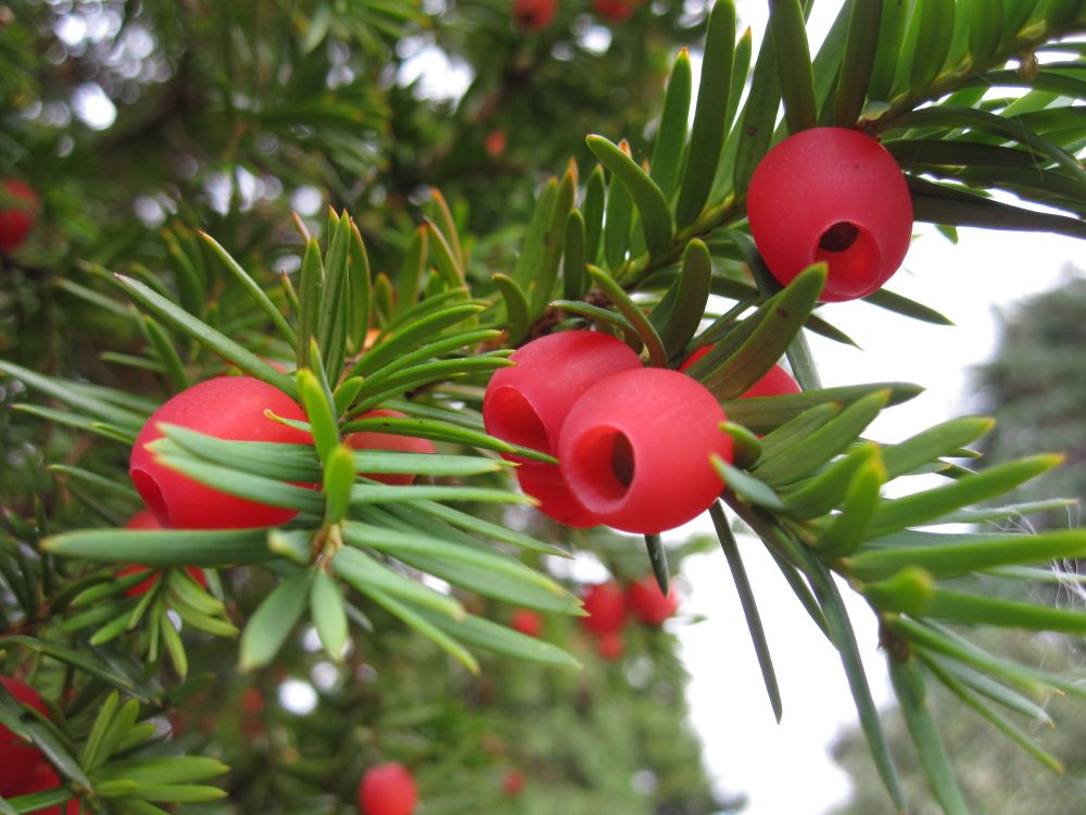 Oldest yew tree switches sex