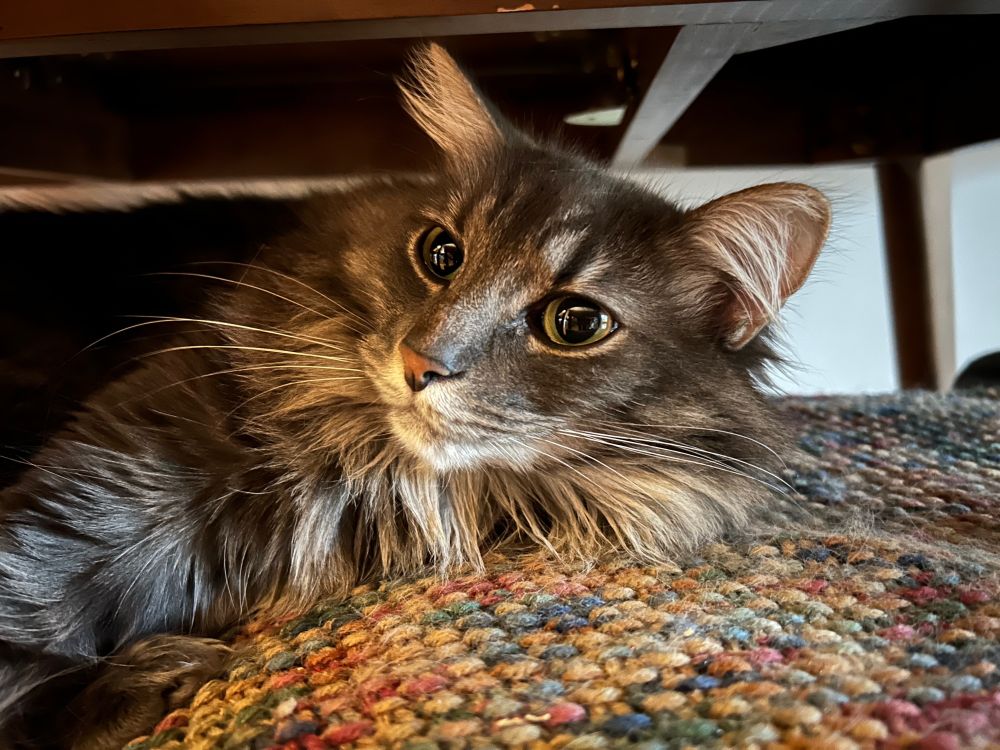 My grey tabby cat Bluto under the table.