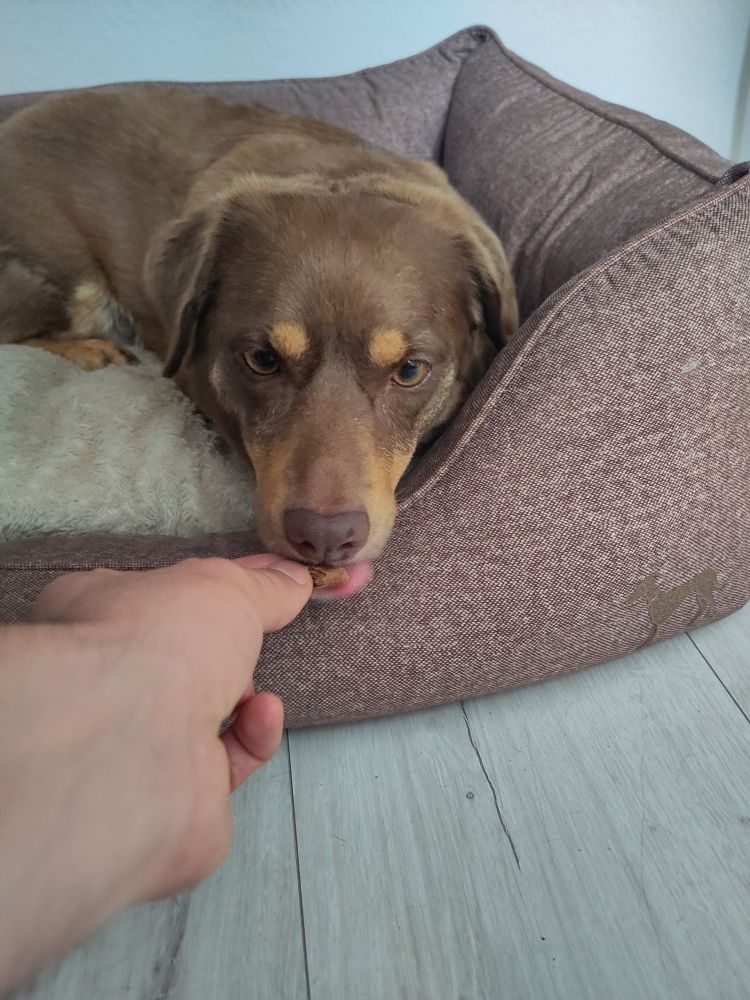Hund bekommt nach einem Boop einen snack