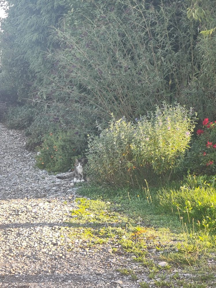 Katze steht halb hinter einer Pflanze. Links neben der Katze ist ein Schotterweg 