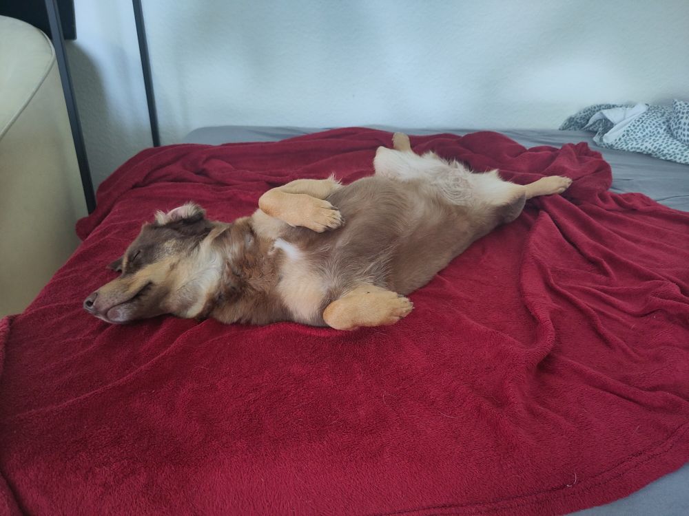Hund liegt auf den rücken auf einer roten kuscheldecke 