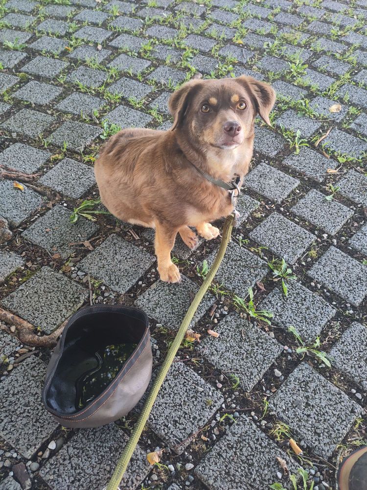 Hund sitzt auf Pflastersteinen. Neben dem Hund steht ein Napf mit Wasser 