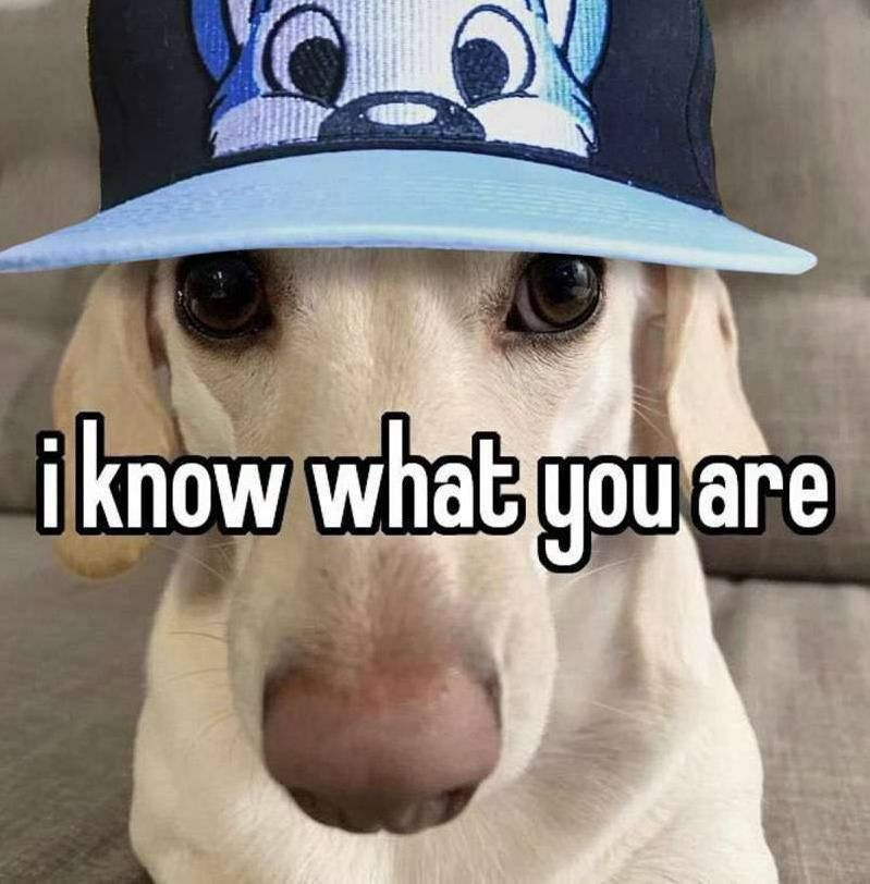 The “I know what you are” homophobic dog image but with an ABU Peeks hat edited in