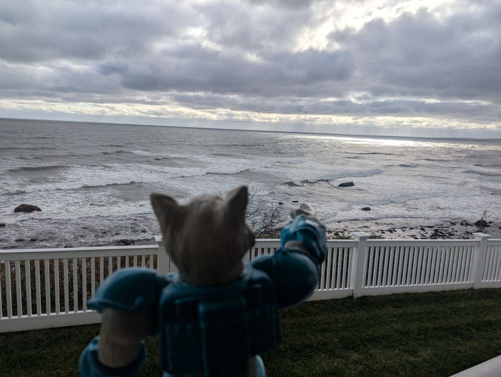 Leo the cat looking at the ocean in Boston.