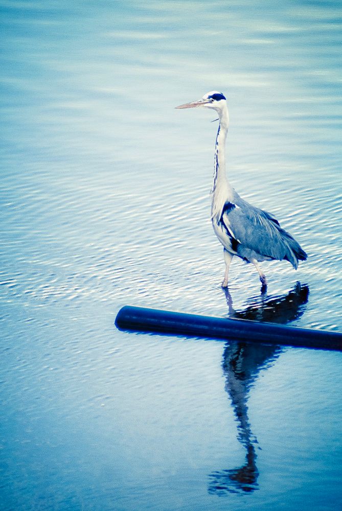A tall, elegant grey heron with a long neck and sharp beak walks gracefully through shallow, rippling blue water, its reflection visible below. A dark cylindrical object floats nearby, partially breaking the reflection.