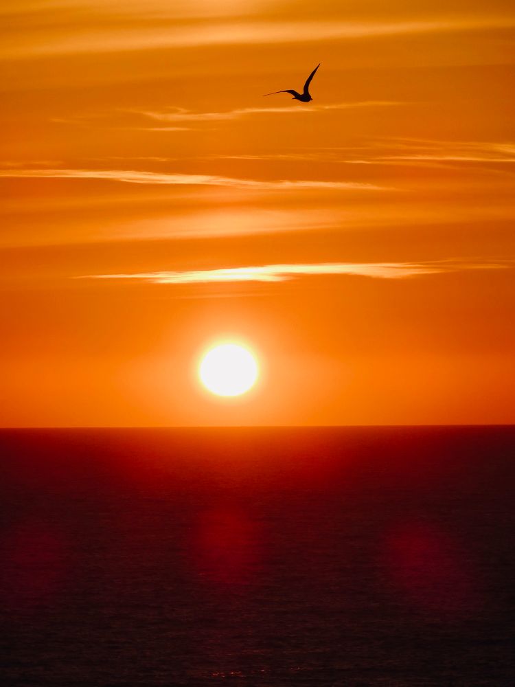 A vivid sunset over the ocean with the sun low on the horizon, casting a warm orange and red glow across the sky and water. A single bird is silhouetted in flight above the sun. 