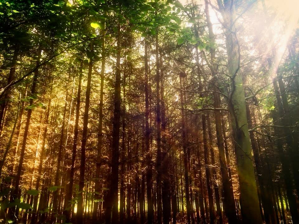 A view looking up through a dense forest of tall pine trees, with sunlight filtering through the canopy and sun rays from the right. 

