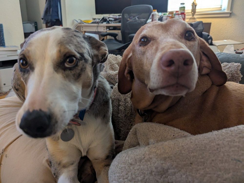 Two dogs hanging out 