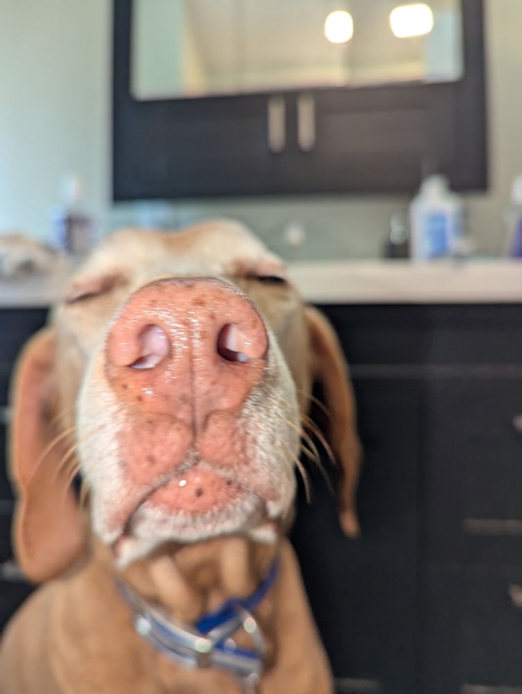 Sweet dog being a cutie looking at the camera with his eyes closed.