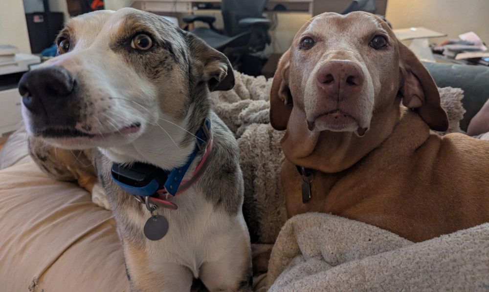 Two dogs hanging out