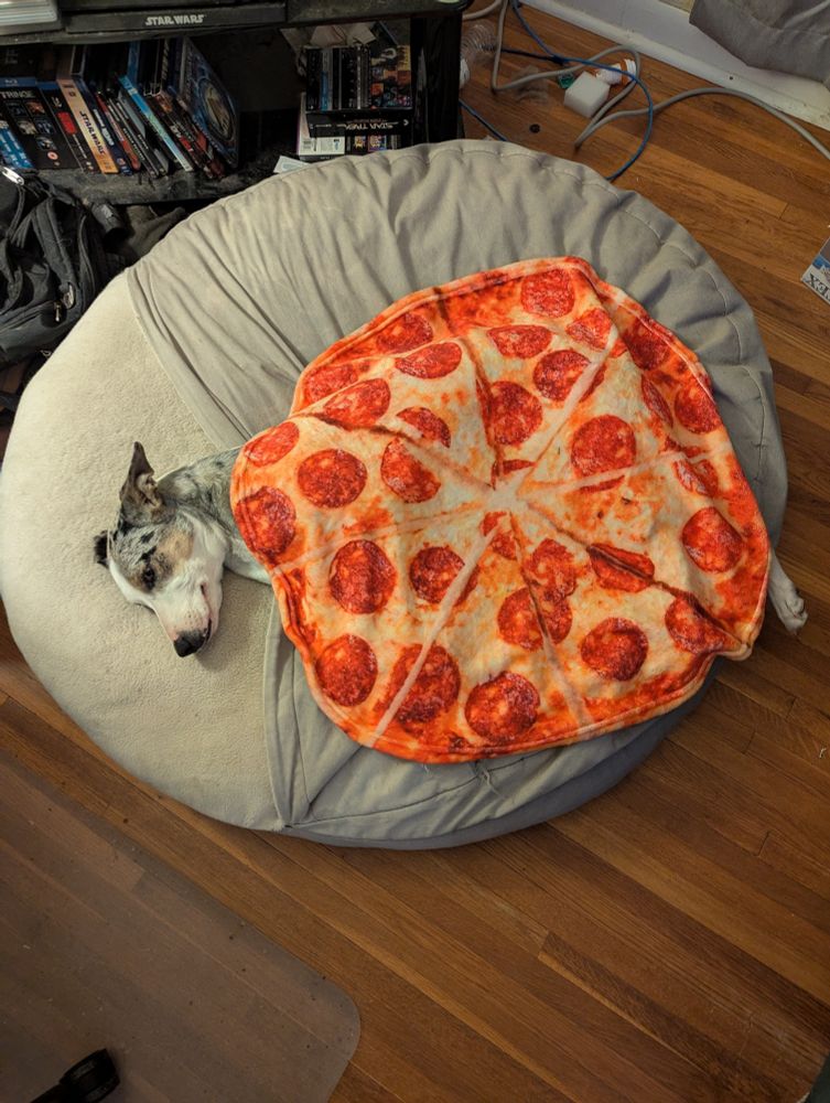 My lovely dog covered in a pizza patterned blanket 