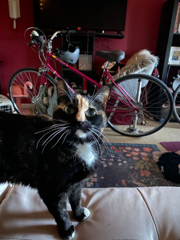 sushi the cat and my bike made with love