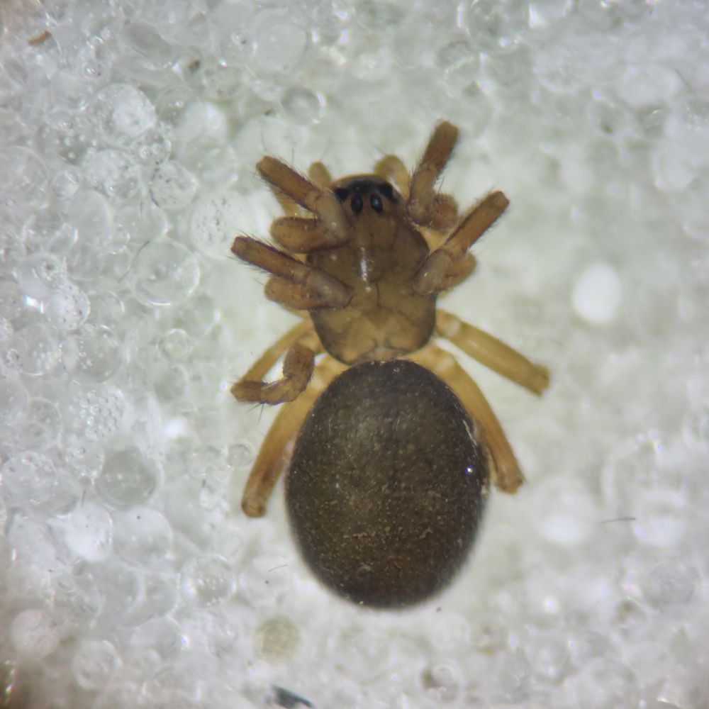 Panamomops sulcifrons female