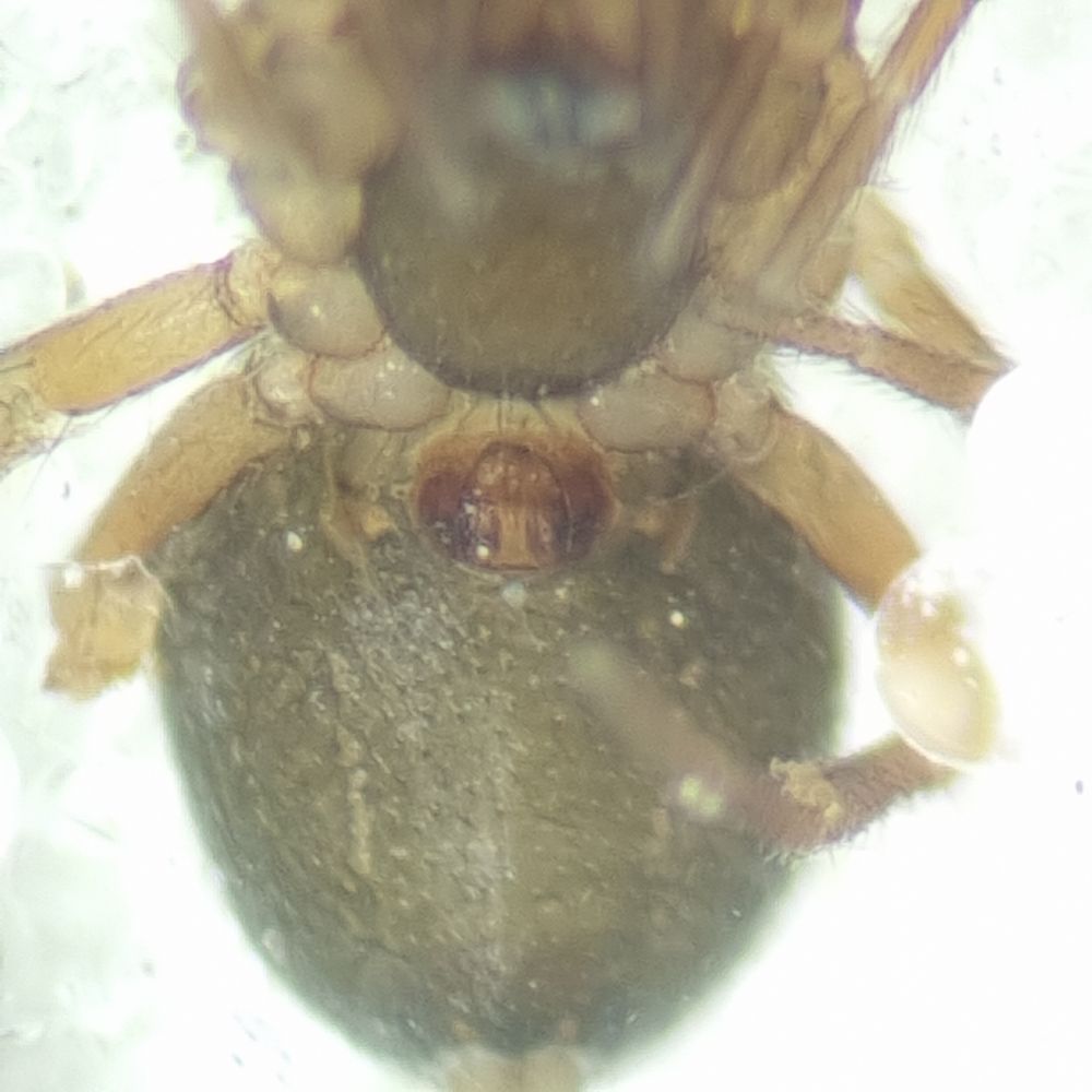 Panamomops sulcifrons epigyne