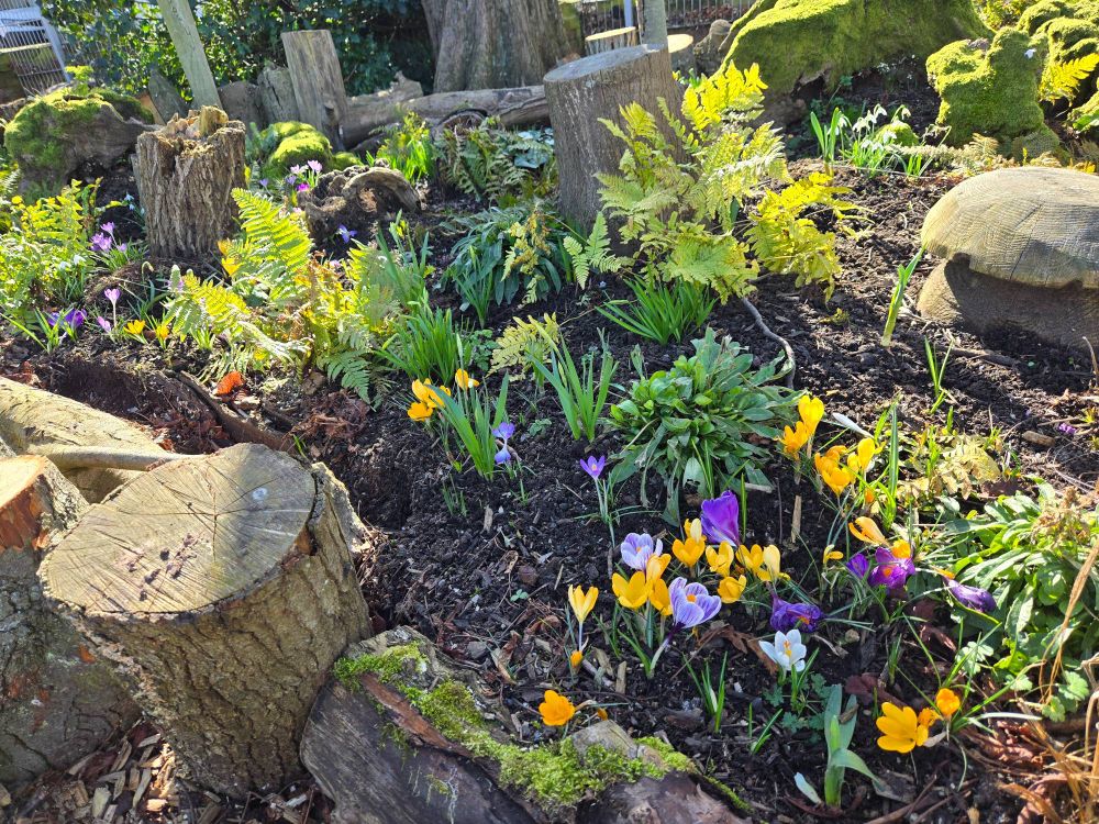 Stumpery with crocus flowers and ferns 