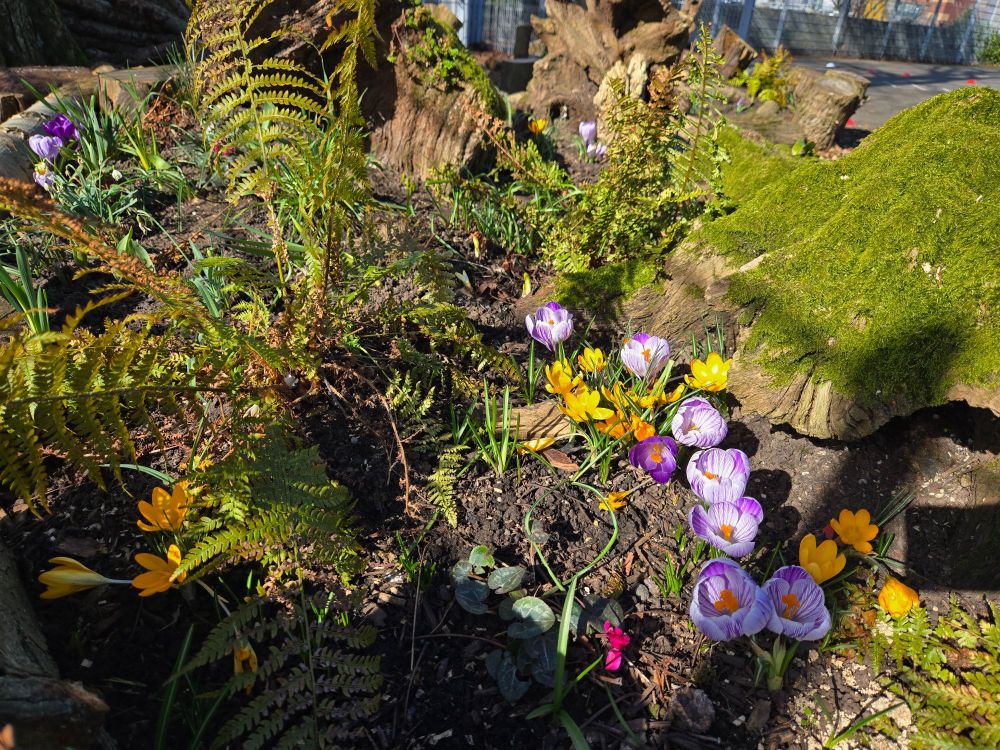 Ferns and crocus flowers 