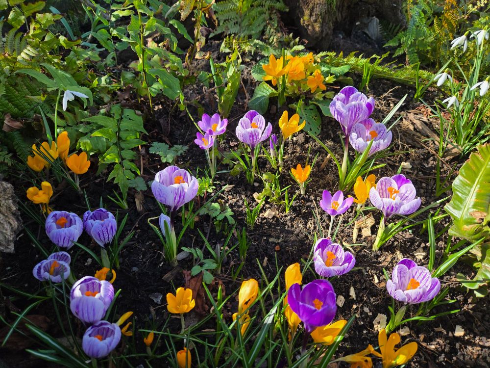 Crocus flowers 