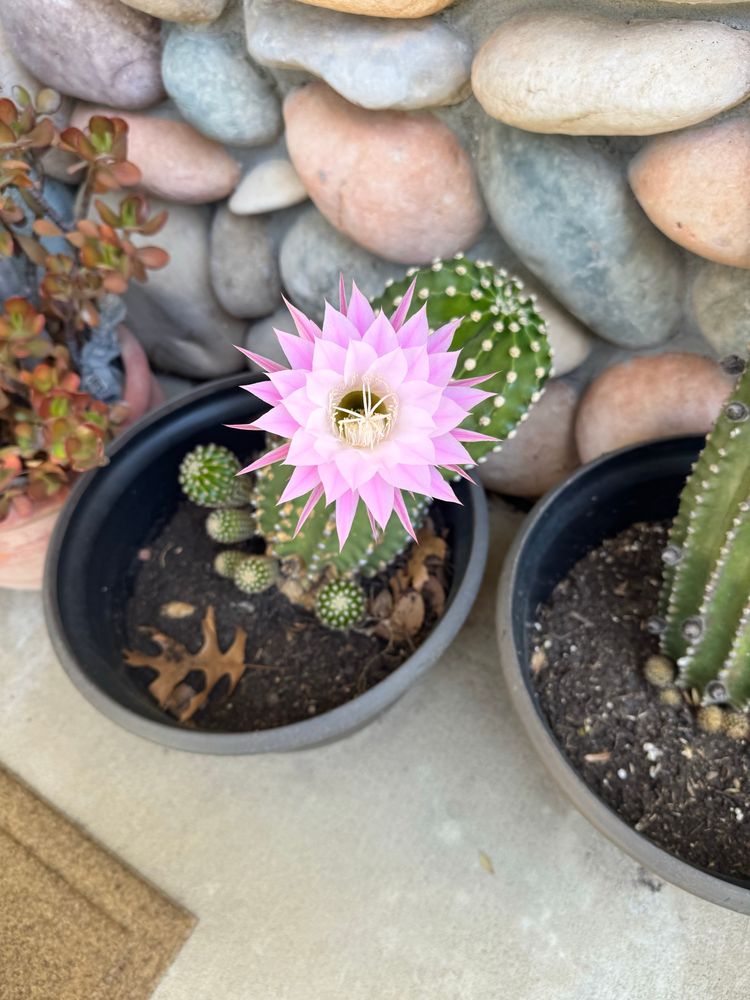 A radiant pale pink, almost white flower with four tiers of triangular shaped petals emerges from an oblong shaped cactus