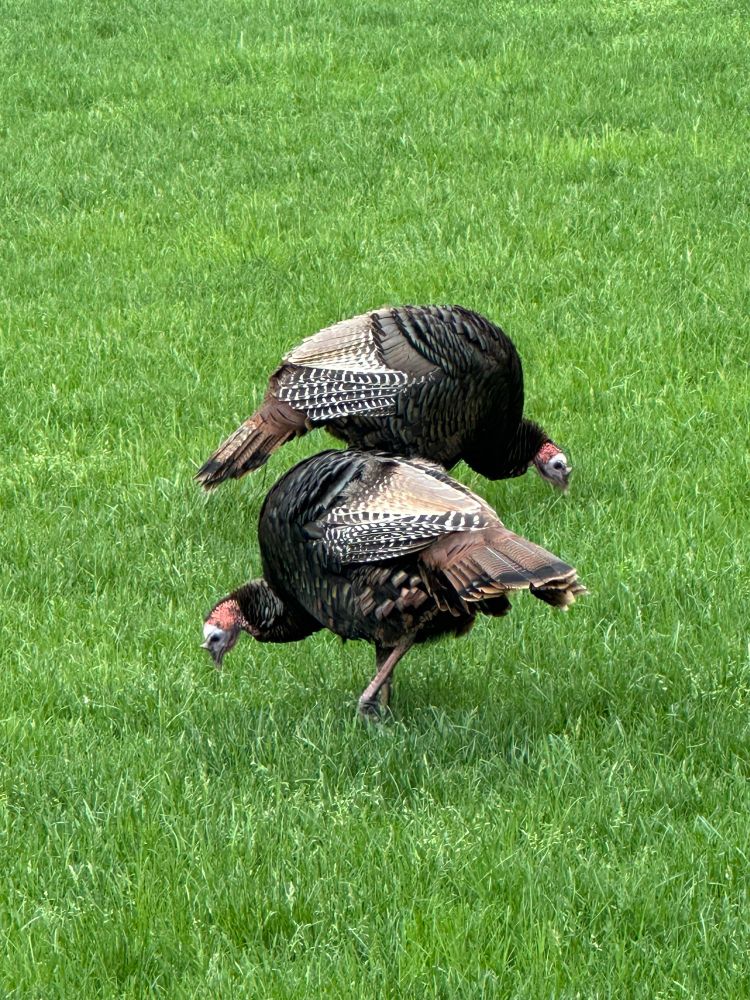 Turkeys on a grassy field
