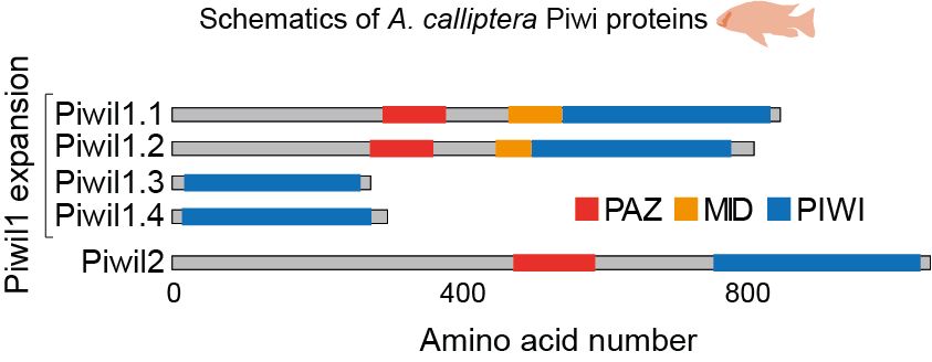 A schematics showing the Piwi proteins of Lake Malawi cichlids and their domain structure. These cichlids encode four Piwil1 proteins, while fishes normally have only one Piwil1. 