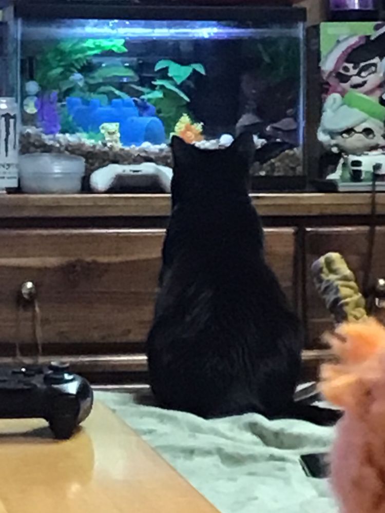 cat stares into a fish tank, watching the betta fish