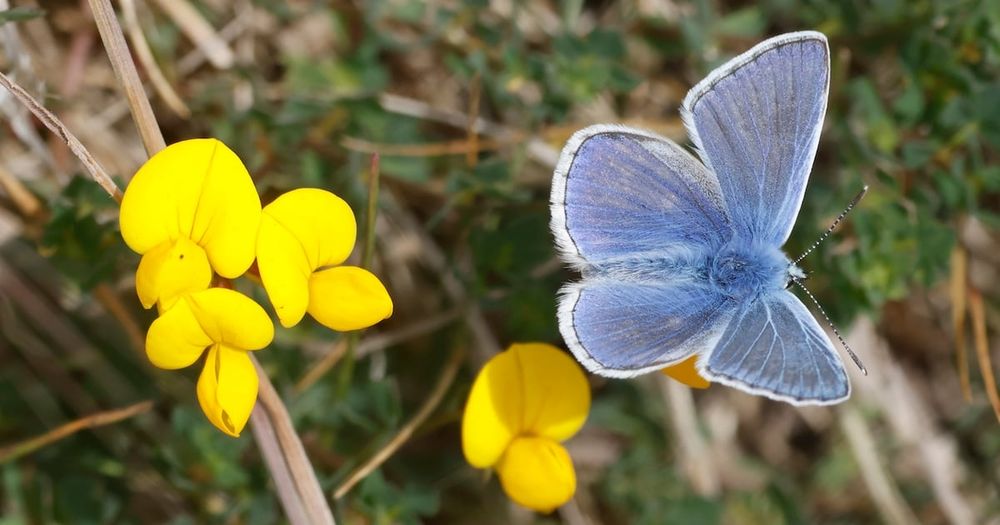 Butterfly sightings are up 83% this year, but that follows a steep decline as the habitats that are vital for Ireland’s insects are deteriorating or simply unavailable