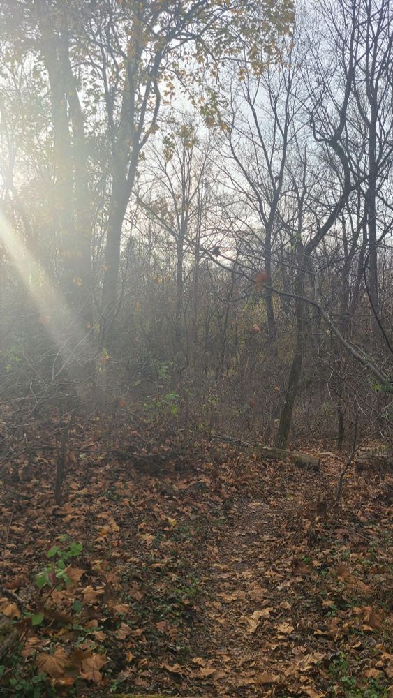 Sunshine through trees in park. 