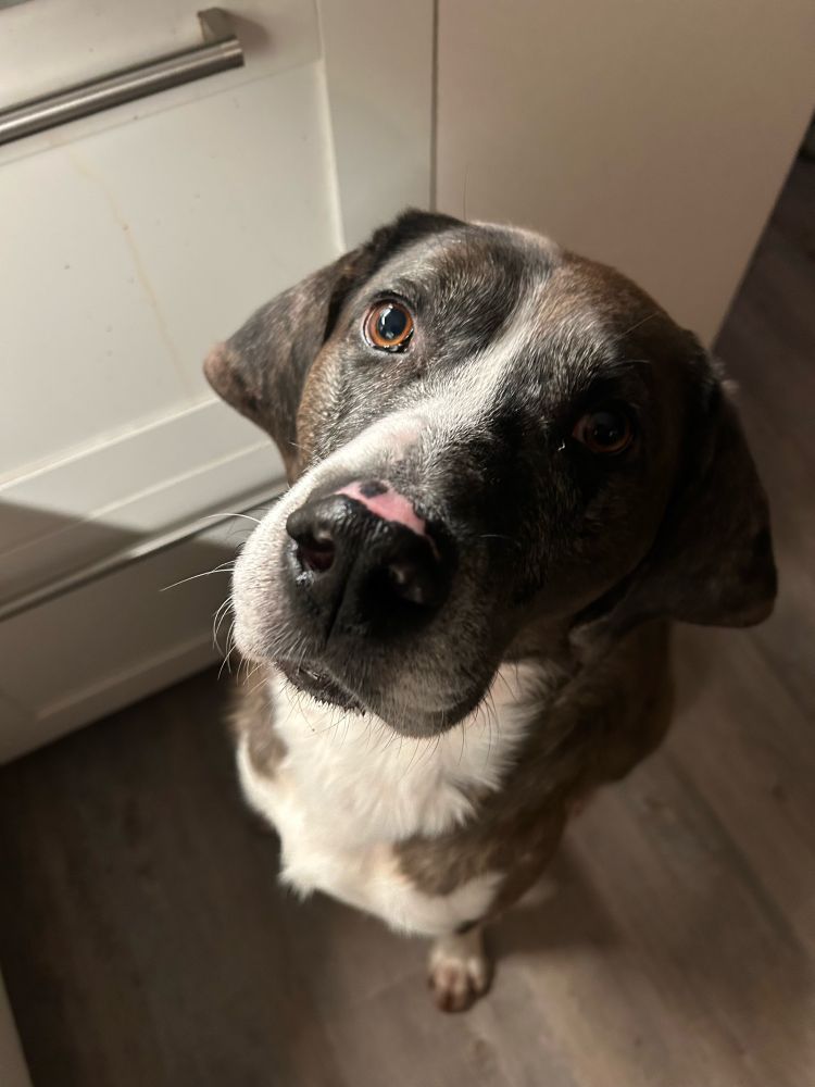 The face of a dog who has just eaten half a quiche and would eat another half
