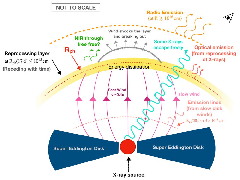 A schematic cartoon of the likely geometry of AT 2024wpp.  In this, an X-ray source is surrounded by a disk of material with a wind above the plane of the disk toward the observer.  The different emission components are labeled.  See the caption of Figure 14 in the paper for more detail.