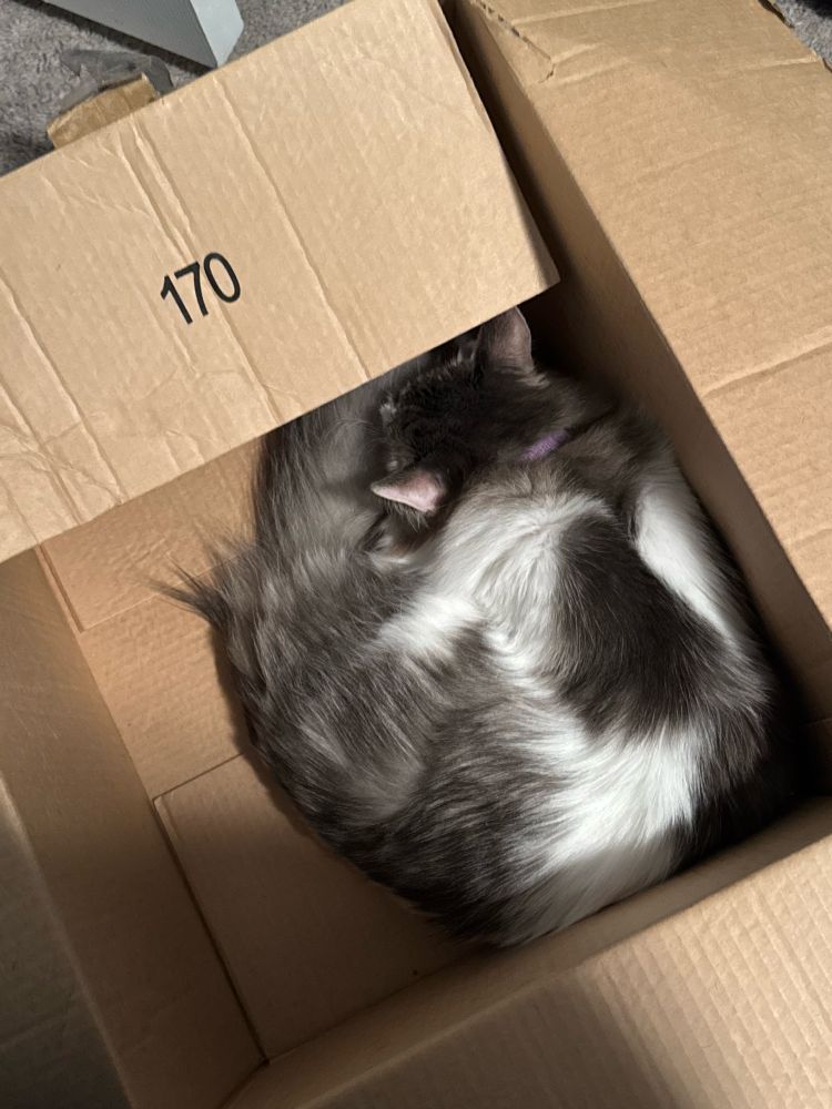 A grey and white cat is curled up inside an empty brown cardboard box.